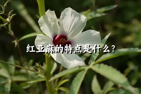 红亚麻的特点是什么？