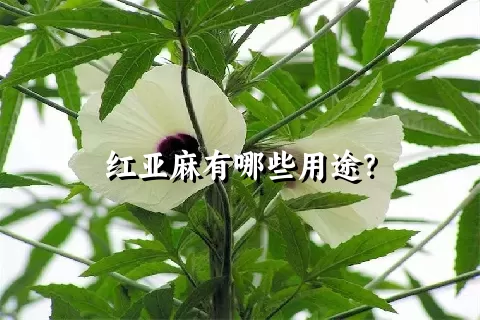 红亚麻有哪些用途？