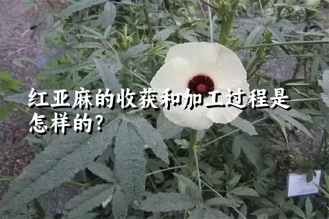 红亚麻的收获和加工过程是怎样的？