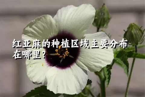 红亚麻的种植区域主要分布在哪里？