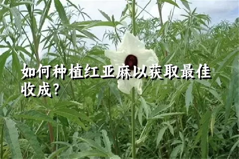 如何种植红亚麻以获取最佳收成？