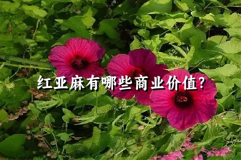 红亚麻有哪些商业价值？