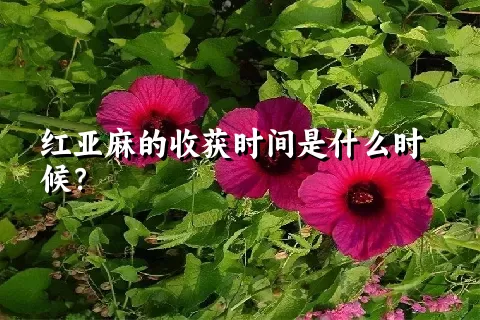 红亚麻的收获时间是什么时候？