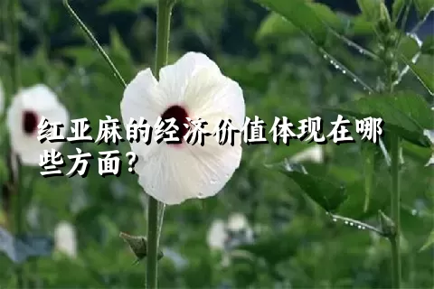 红亚麻的经济价值体现在哪些方面？