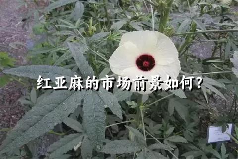 红亚麻的市场前景如何？