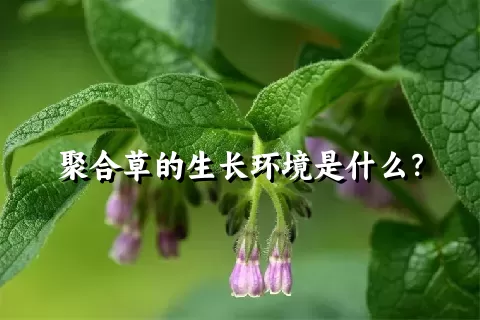 聚合草的生长环境是什么？