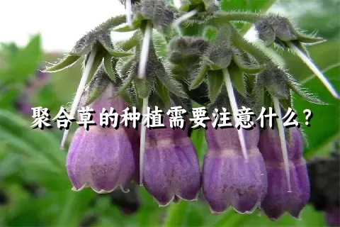 聚合草的种植需要注意什么？