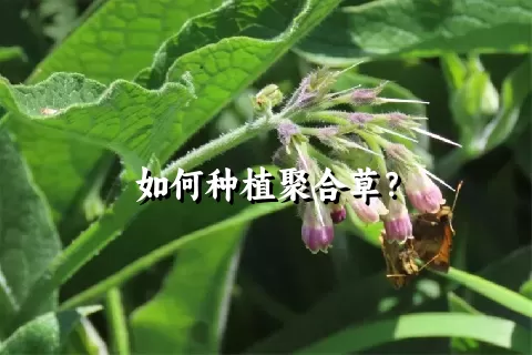 如何种植聚合草？