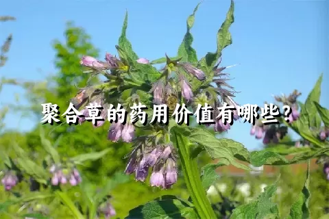 聚合草的药用价值有哪些？