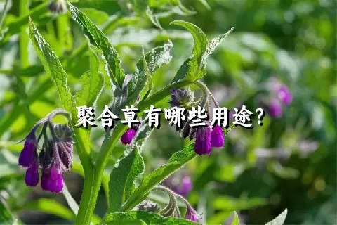 聚合草有哪些用途？