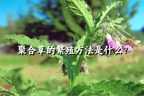 聚合草的繁殖方法是什么？