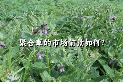 聚合草的市场前景如何？