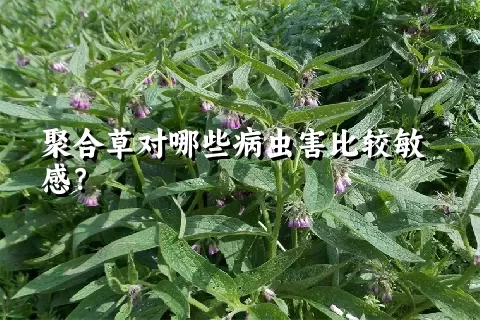 聚合草对哪些病虫害比较敏感？