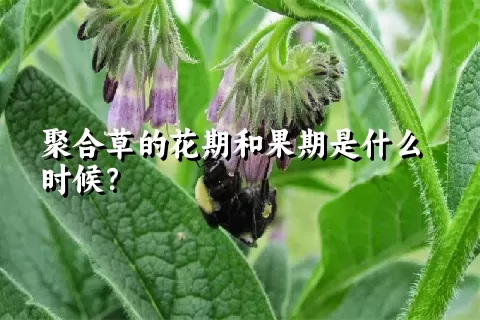 聚合草的花期和果期是什么时候？