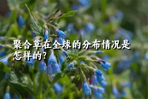 聚合草在全球的分布情况是怎样的？