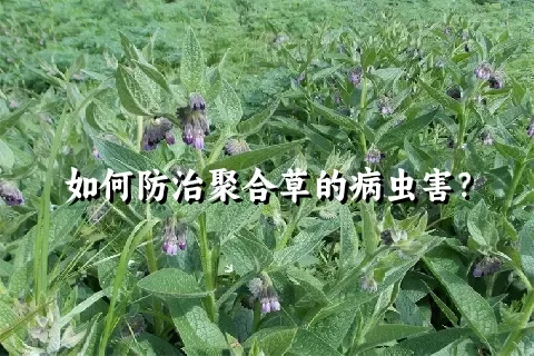 如何防治聚合草的病虫害？