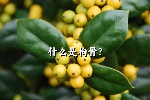 什么是枸骨？