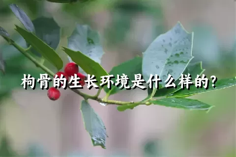 枸骨的生长环境是什么样的？