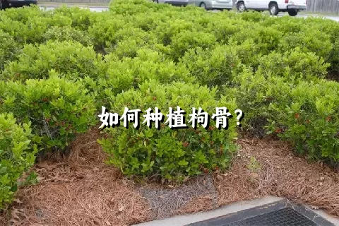 如何种植枸骨？