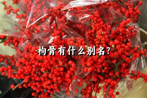 枸骨有什么别名？