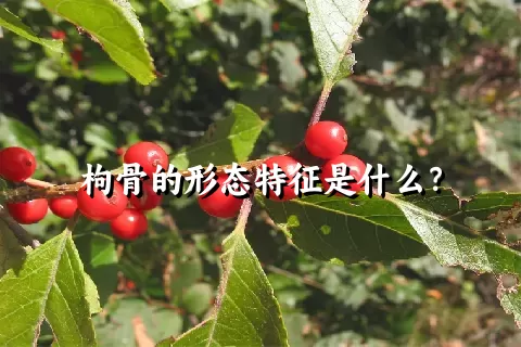 枸骨的形态特征是什么？