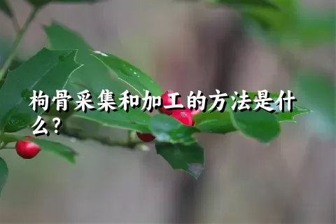 枸骨采集和加工的方法是什么？