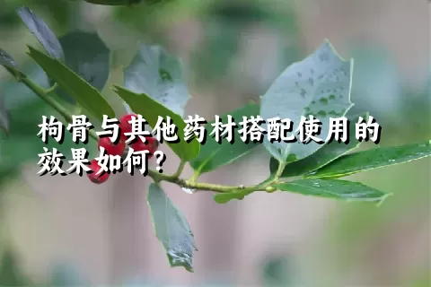 枸骨与其他药材搭配使用的效果如何？