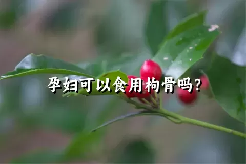 孕妇可以食用枸骨吗？