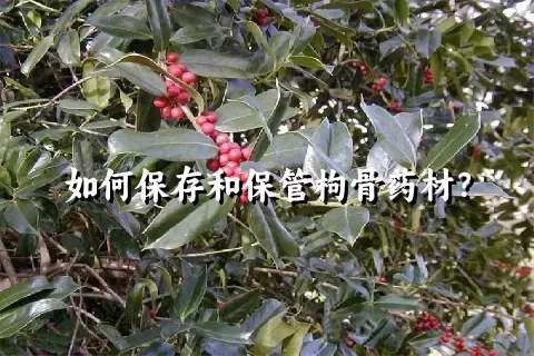 如何保存和保管枸骨药材？