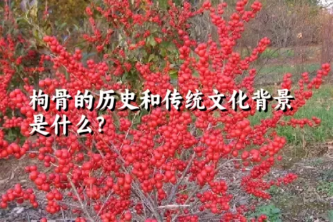 枸骨的历史和传统文化背景是什么？