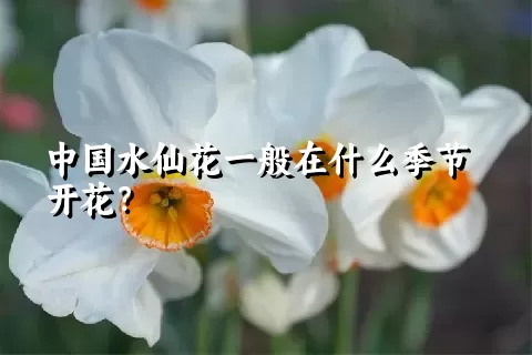 中国水仙花一般在什么季节开花？