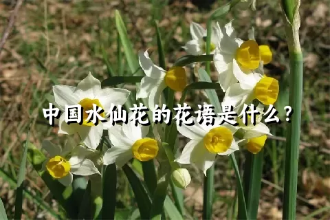 中国水仙花的花语是什么？