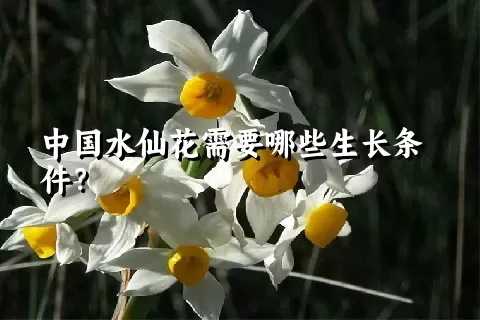 中国水仙花需要哪些生长条件？