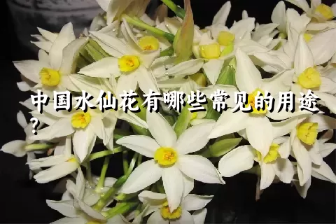 中国水仙花有哪些常见的用途？