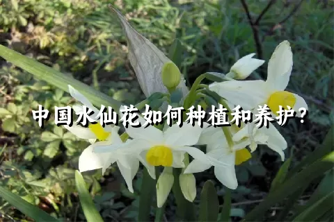 中国水仙花如何种植和养护？