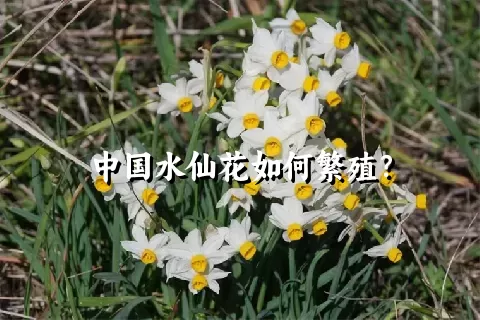 中国水仙花如何繁殖？