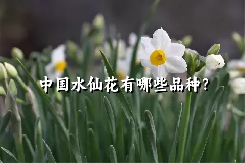 中国水仙花有哪些品种？