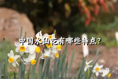 中国水仙花有哪些特点？