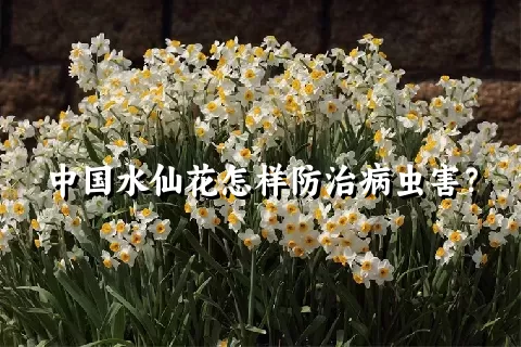 中国水仙花怎样防治病虫害？