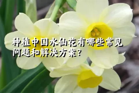 种植中国水仙花有哪些常见问题和解决方案？