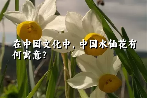 在中国文化中，中国水仙花有何寓意？