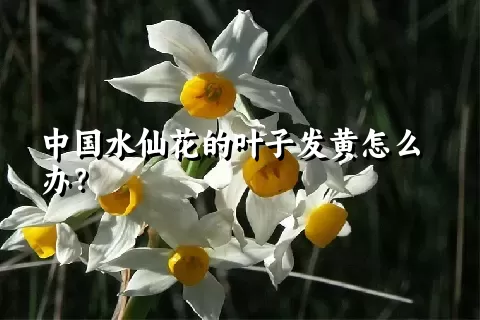 中国水仙花的叶子发黄怎么办？