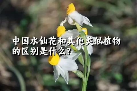 中国水仙花和其他类似植物的区别是什么？