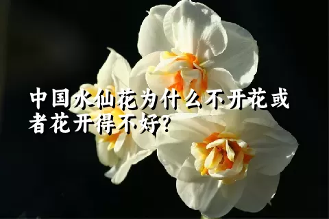 中国水仙花为什么不开花或者花开得不好？