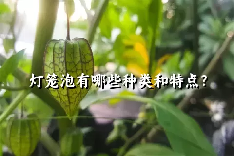 灯笼泡有哪些种类和特点？