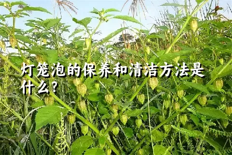 灯笼泡的保养和清洁方法是什么？