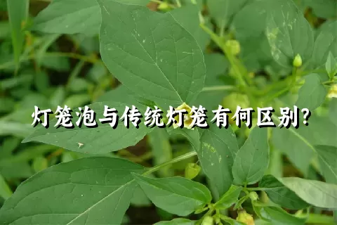 灯笼泡与传统灯笼有何区别？