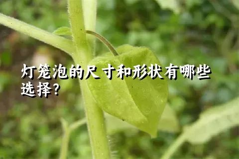 灯笼泡的尺寸和形状有哪些选择？