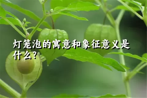 灯笼泡的寓意和象征意义是什么？