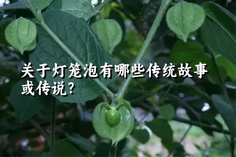 关于灯笼泡有哪些传统故事或传说？